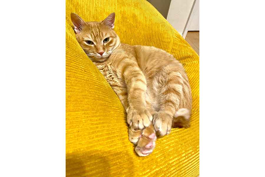 クッションでくつろぐコンちゃん【写真提供:稲空穂(@ina_nanana)さん】