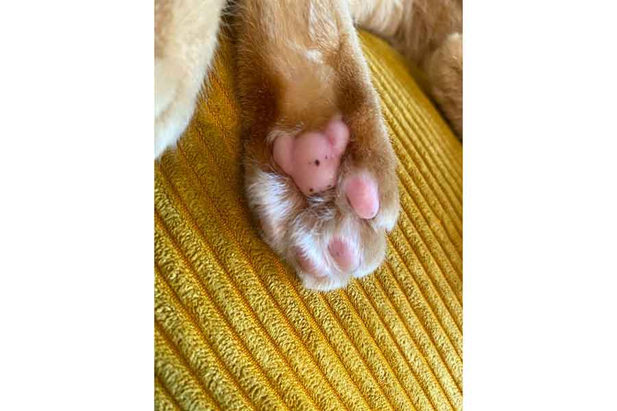 コンくんの肉球には“コアラ”の姿が…【写真提供：稲空穂（@ina_nanana）さん】