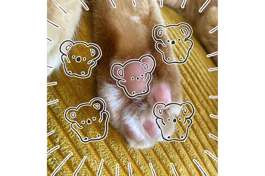 より“コアラ”がわかる画像【画像提供：稲空穂（@ina_nanana）さん】