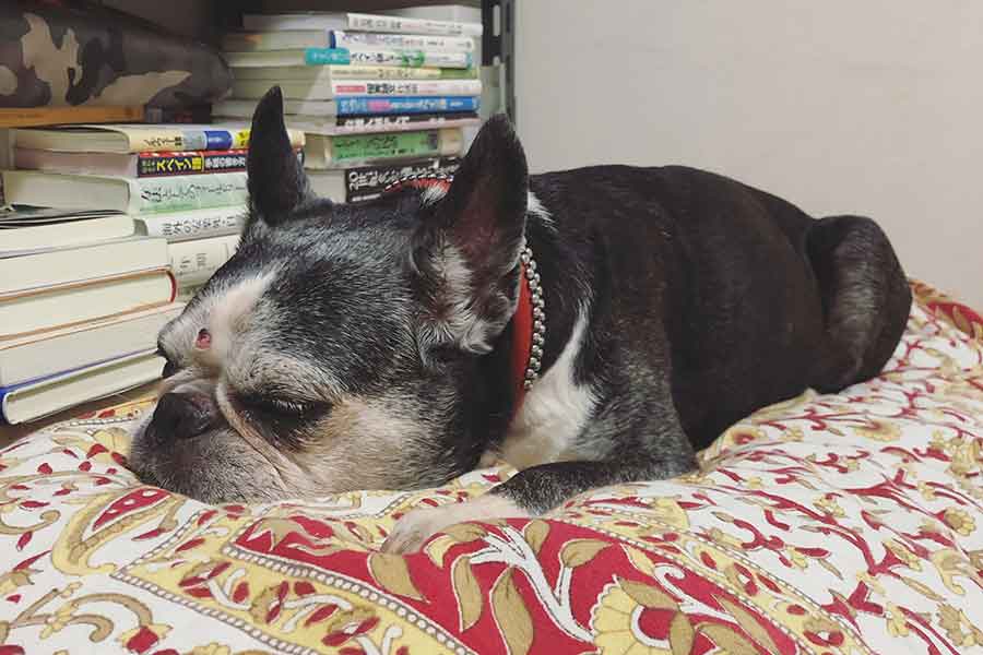 静かに佇むかわいいさん【写真提供：えぼり（@eboli_ef）さん】