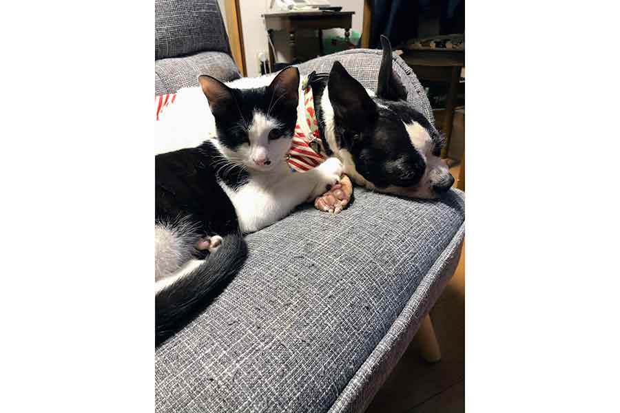 仲良く寄り添う（左から）オッテさんとスイカさん【写真提供：えぼり（@eboli_ef）さん】