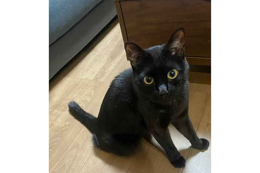 じっとこちらを見つめるしゃけくん【写真提供：○（@usakosawa）さん】