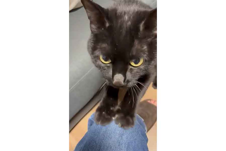 飼い主さんの膝で爪をとぐしゃけくん（スクリーンショット）