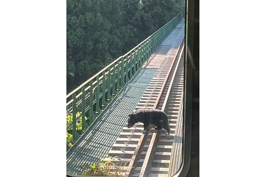 線路の上を歩くクマに仰天【写真提供：らくらくだ（@rakuraku323）さん】