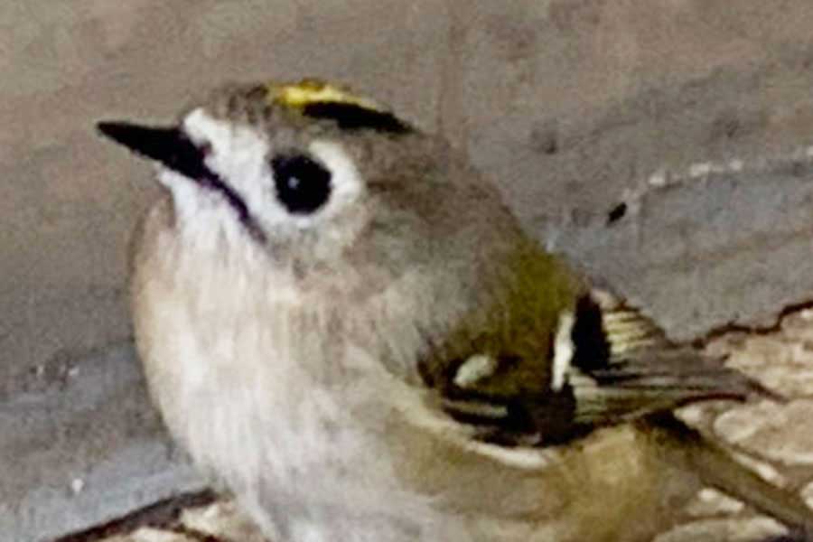 船上で出合った、小さな“乗船客”【写真提供：あゆちん（@ayutin_wildbird）さん】