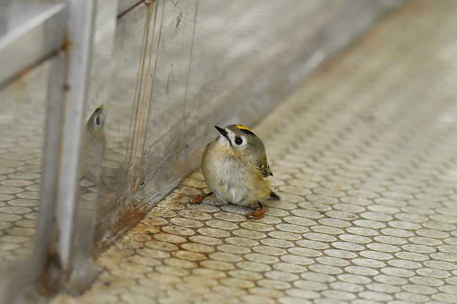 デッキの上でひと休みするキクイタダキ【写真提供：あゆちん（@ayutin_wildbird）さん】