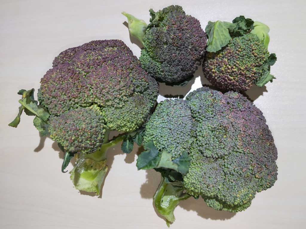 紫がかっているブロッコリーは、アントシアニンが表面に現れており、甘味がある証拠（写真はイメージ）【写真：写真AC】
