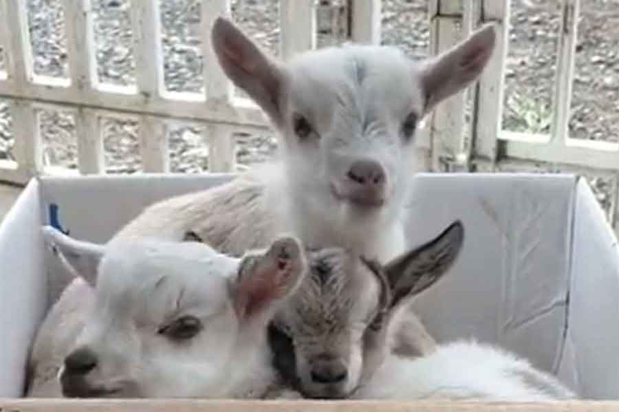 段ボールの中で体を寄せ合うヤギたち（スクリーンショット）