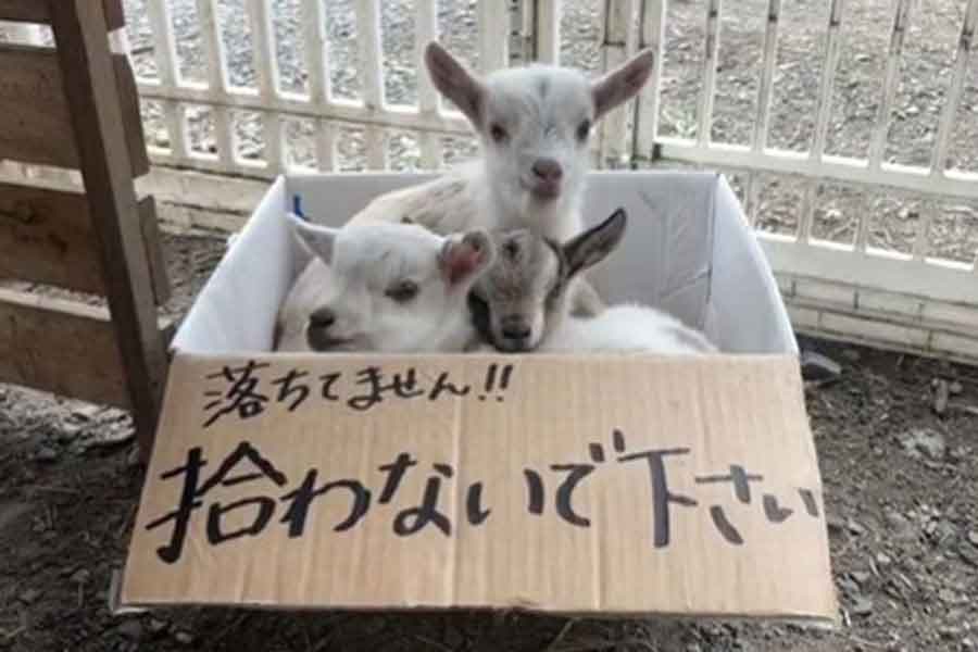 段ボールにはユニークな注意書きが（スクリーンショット）