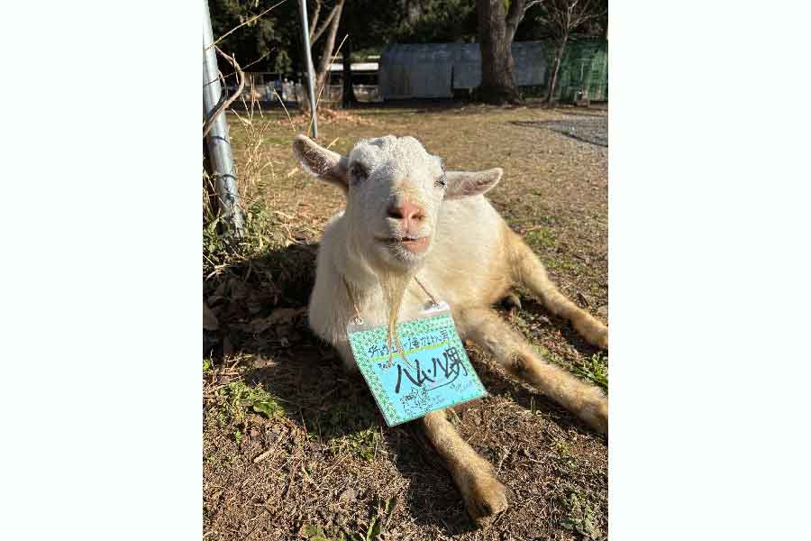 「かよわい男」として人気者のヤギも【写真提供：ダチョウ王国 石岡ファーム(公式)（@Dacho_Oukoku）さん】