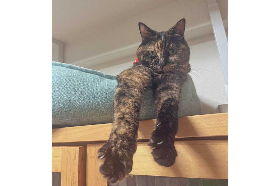 高いところが好きなちゃーこちゃん【写真提供：（膝）さび猫研究家（@iamsohappycat）さん】