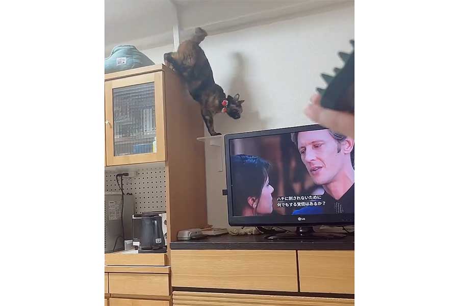 棚から降りてブラシに向かっていくちゃーこちゃん（スクリーンショット）