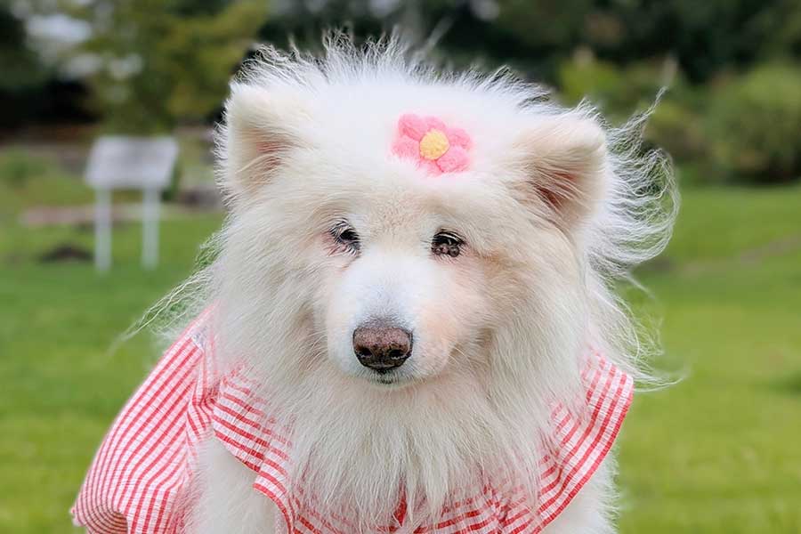 おめかししてかわいらしい心和ちゃん【写真提供：サモエド心和　14歳　愛されるのがお仕事（@bobobon_wacchan）さん】