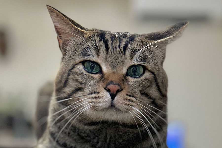 穏やかな表情を浮かべるビコさん【写真提供：にゃうこ（@nia_7053）さん】