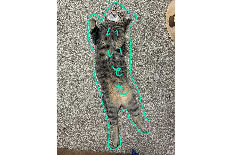 全身触っても大丈夫だとアピールするビコさん【写真提供：にゃうこ（@nia_7053）さん】