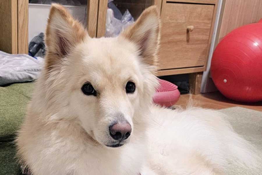 穏やかな表情を見せるつるちゃん【写真提供：雑種犬つるちゃん（@tsurutsuru710）さん】