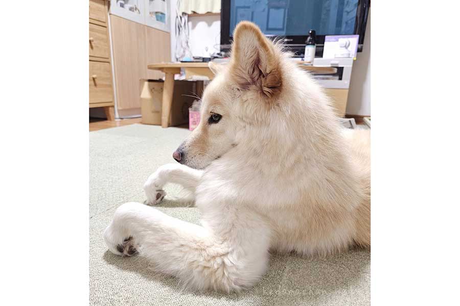 “癖強おてて”になったつるちゃん【写真提供：雑種犬つるちゃん（@tsurutsuru710）さん】