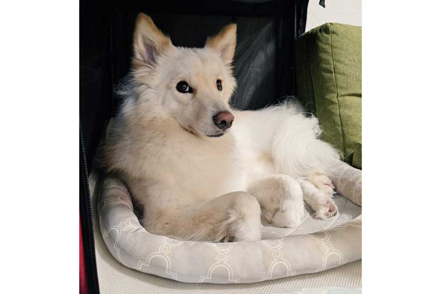 前足を曲げて、飼い主さんに気持ちを伝えるつるちゃん【写真提供：雑種犬つるちゃん（@tsurutsuru710）さん】