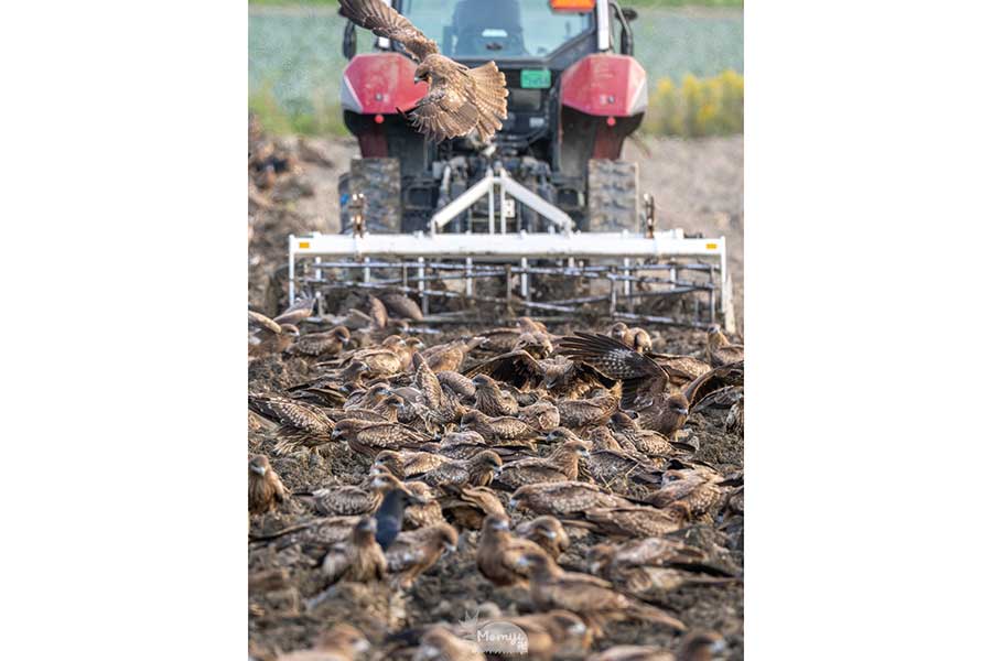 農耕地を覆い尽くすトビたち【写真提供：もみじ卍ゅう（@momiji_man_10）さん】