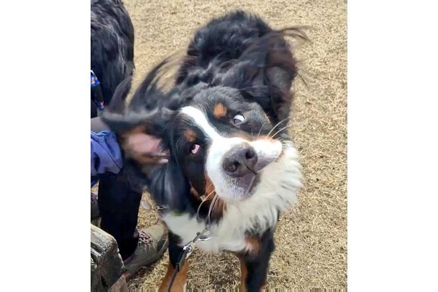 顔や体についた土を払うココアくん【写真提供：ここあ（@coco_bmd）さん】