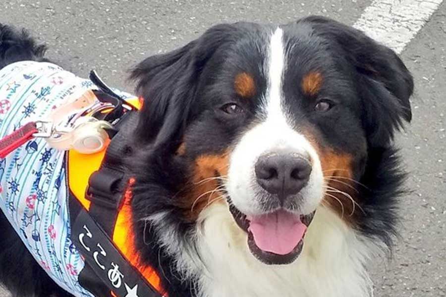 優しい笑顔が印象的なココアくん【写真提供：ここあ（@coco_bmd）さん】