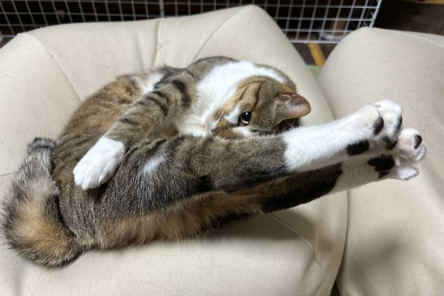 後ろ脚をピンと伸ばした、独特なポーズを見せるソーダくん【写真提供：レモンとソーダ（@remonsoda0901）さん】