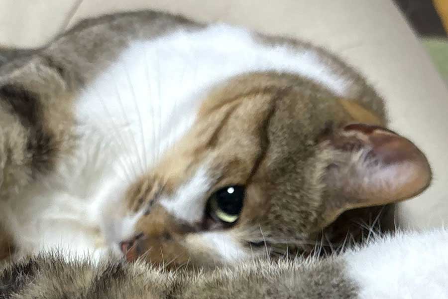 独特な体勢でリラックスするソーダくん【写真提供：レモンとソーダ（@remonsoda0901）さん】