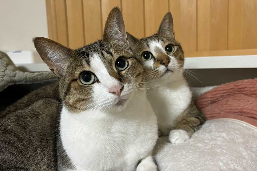 仲良く暮らす（手前から）レモンちゃんとソーダくん【写真提供：レモンとソーダ（@remonsoda0901）さん】