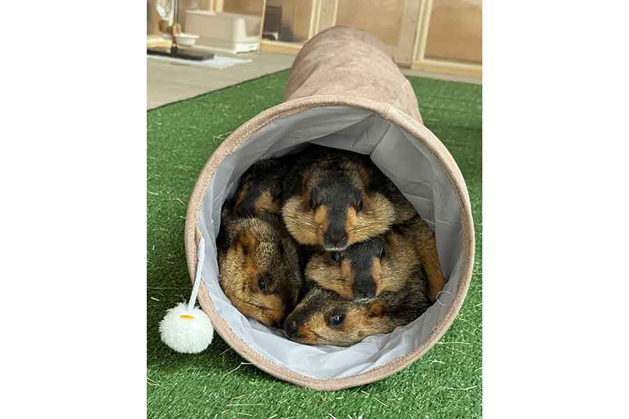 ぎゅうぎゅうに集まるかわいいマーモットたち【写真提供：マーモット村 大阪（@mamomura_osaka）さん】