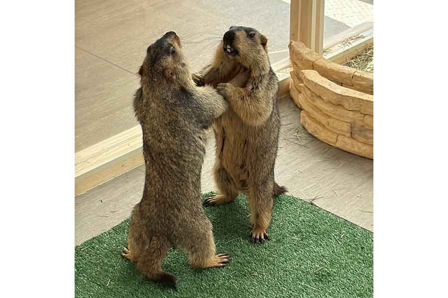 “喧嘩ごっこ”をする（左から）トルテくんとティラミスちゃん【写真提供：マーモット村 大阪（@mamomura_osaka）さん】