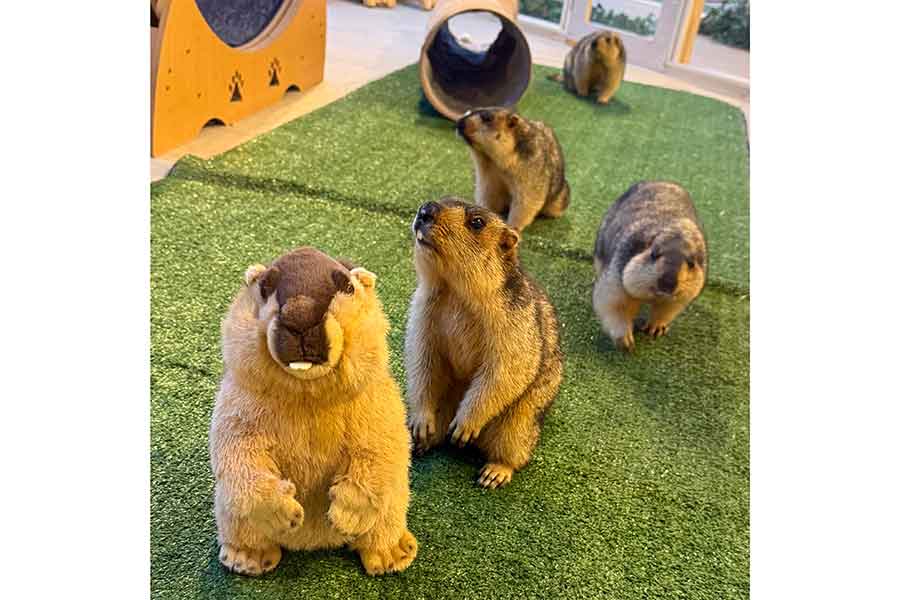 マーモットと触れ合えるマーモット村【写真提供：マーモット村 大阪（@mamomura_osaka）さん】