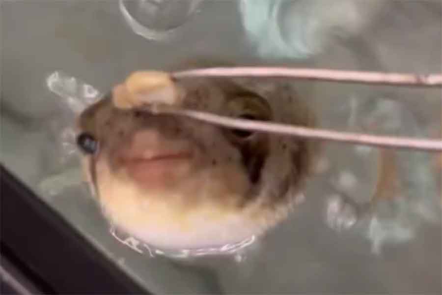 アサリを狙って飛びつくハリセンボン（スクリーンショット）