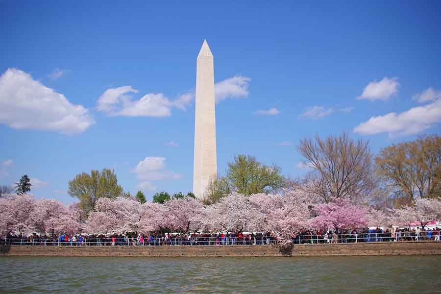 日本から桜の木が贈られることに歓喜。日本は以前にもワシントンD.C.に桜をプレゼントしたことが（写真はイメージ）【写真：写真AC】