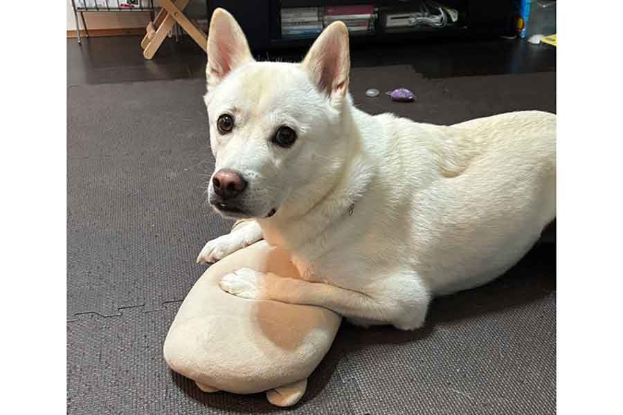 幸い無反応だったというとわくん【写真提供：雑種犬☆永遠（とわ）TOWA【公式】（@LovelyTowakun11）さん】