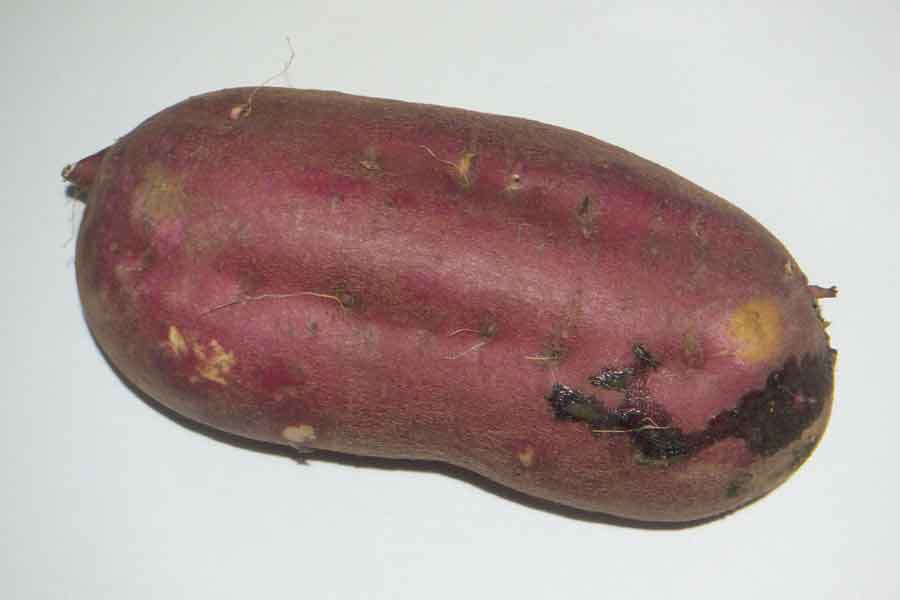 サツマイモ特有成分の「ヤラピン」が表面に出て黒く変色したもの。食べて問題ない（写真はイメージ）【写真：写真AC】