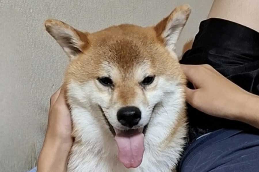 柴犬のれおくん【写真提供：れお（@imleo000）さん】