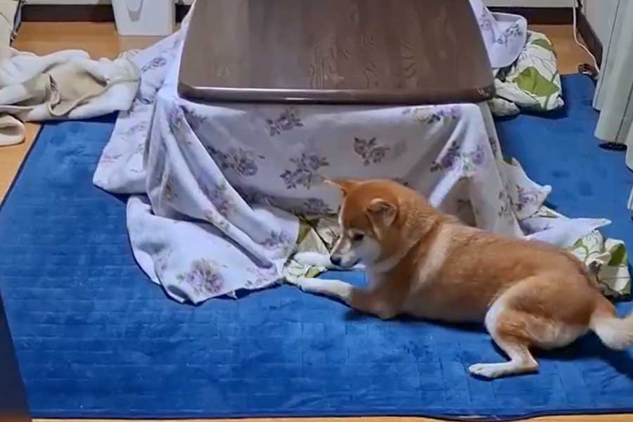 こたつと格闘中のれおくん（スクリーンショット）