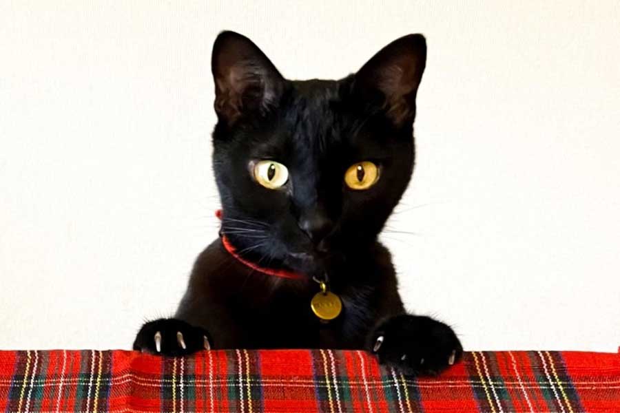 元保護ねこのやまとちゃん【写真提供：yamato house（@house_yamato）さん】