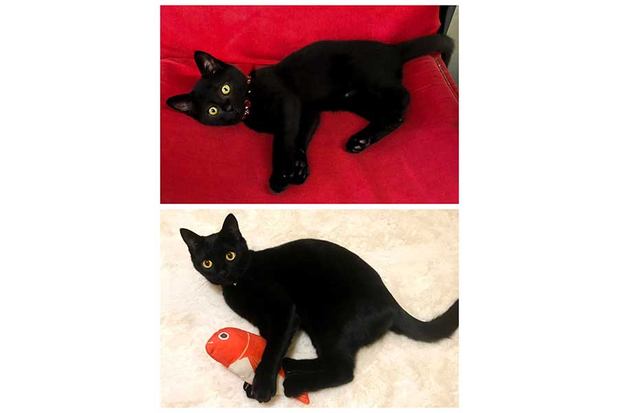 子ねこ時代のやまとちゃん【写真提供：yamato house（@house_yamato）さん】