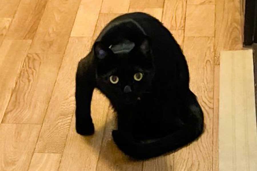 「新しいやんのかスタイル」のやまとちゃん【写真提供：yamato house（@house_yamato）さん】