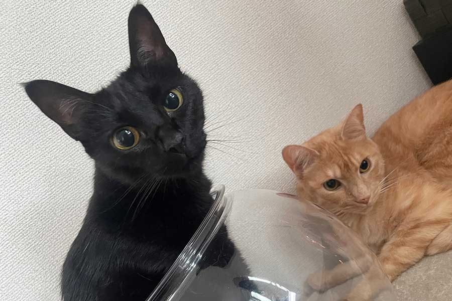 とても仲良しな（左から）ノアールちゃんとティーグルくん【写真提供：ティグノア（@Teagle_Noir）さん】