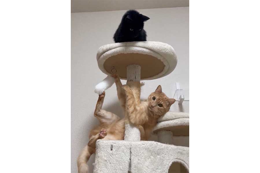 対照的な行動を見せる2匹（スクリーンショット）