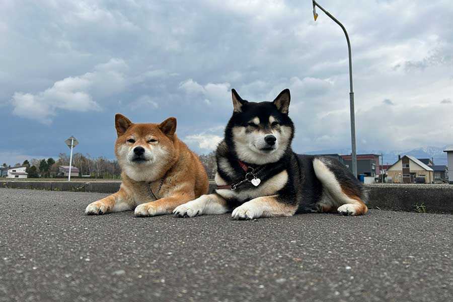 寄り添って“拒否”することも【写真提供：2匹と田舎で生活中～（@pochi0821nana）さん】