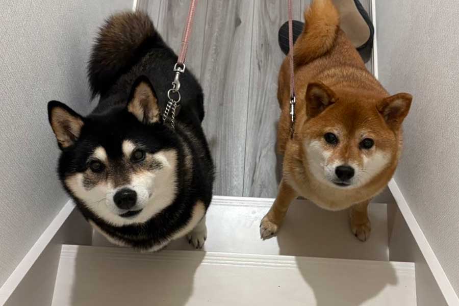 柴犬の（左から）ななちゃんとぽちちゃん【写真提供：2匹と田舎で生活中～（@pochi0821nana）さん】