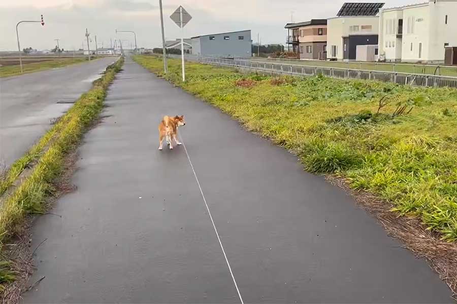 “拒否柴”が発動しているぽちちゃん（スクリーンショット）