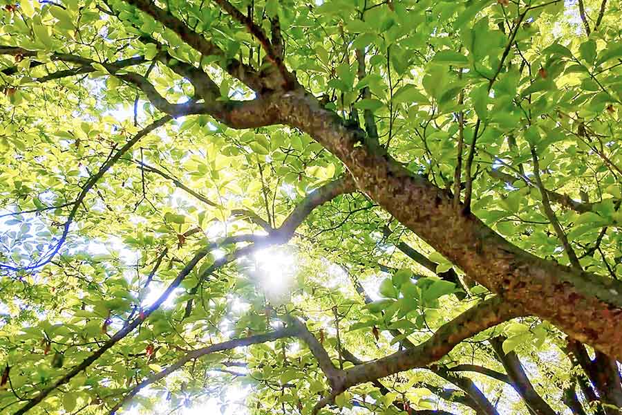 木漏れ日（写真はイメージ）【写真：写真AC】