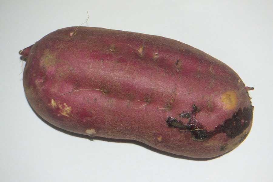 サツマイモ特有成分のヤラピンが表面に出て黒く変色したもの。食べても問題ない（写真はイメージ）【写真：写真AC】