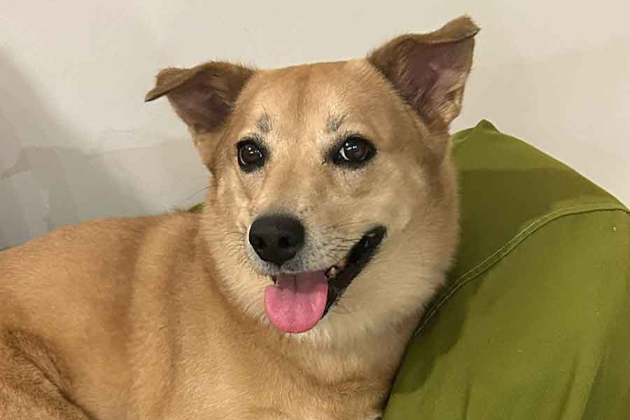 かわいらしい笑顔を見せるさくらちゃん【写真提供:さくら(わんこふ)(@sakura_wancof)さん】