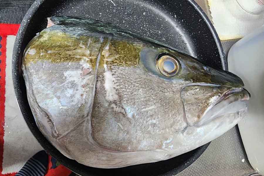 ヒラマサの頭をあら煮にしようとフライパンに入れたが…【写真提供：すーちゃんねる（@Mt00l2SvdOnX5rT）さん】
