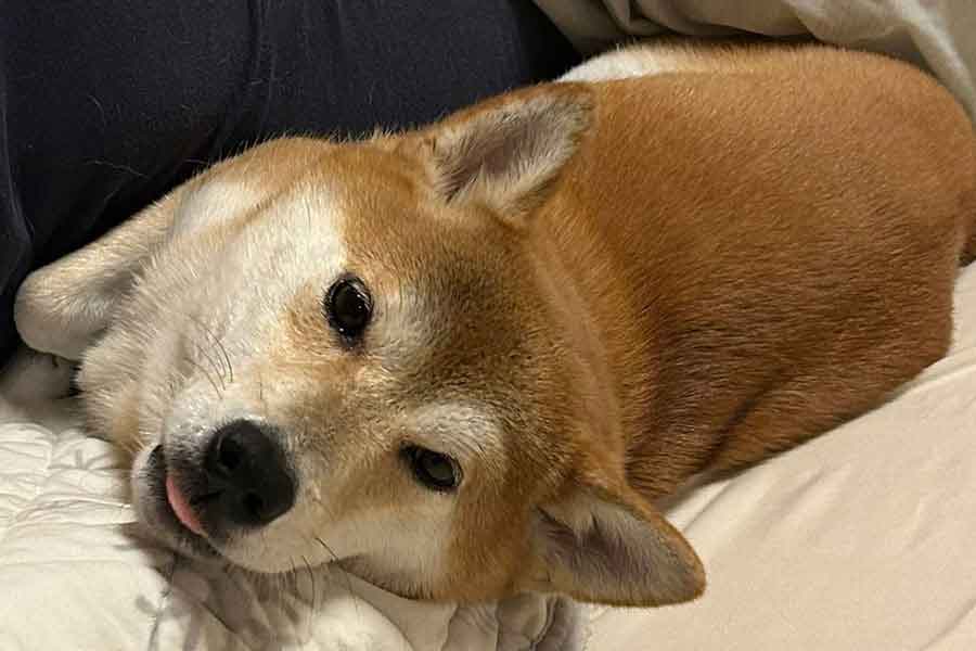 布団の上で満足げな表情を見せるりんちゃん【写真提供：柴犬　りん（@rin_shibaken）さん】